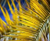 Yellow fronds of a Queen Palm tree