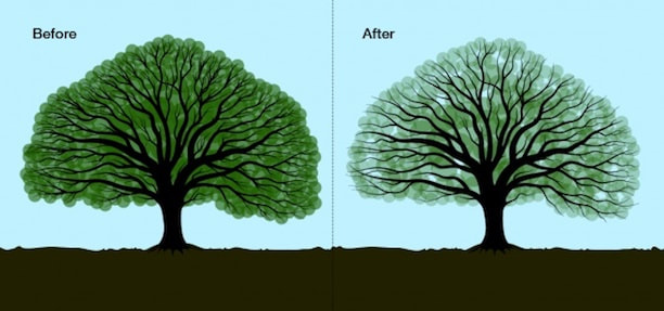 Tree crown thinning graphic before and after