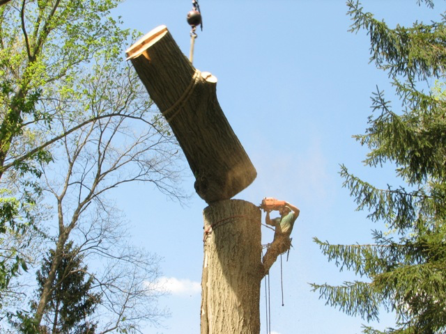 Tree trunk removal Lakeland