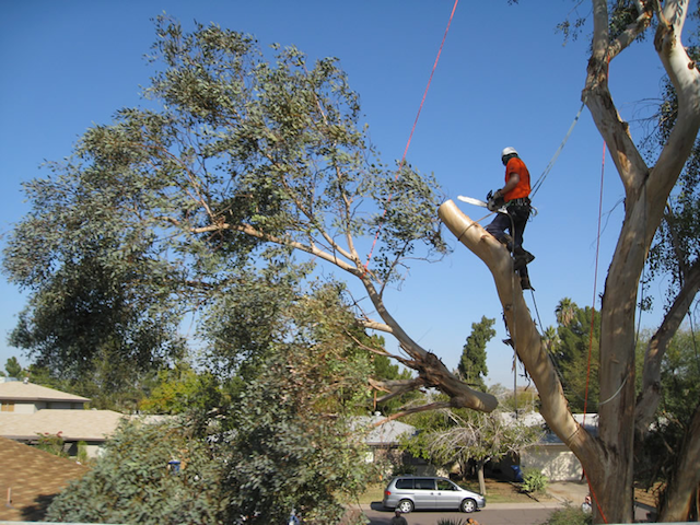 Tree Removal in Lakeland FL