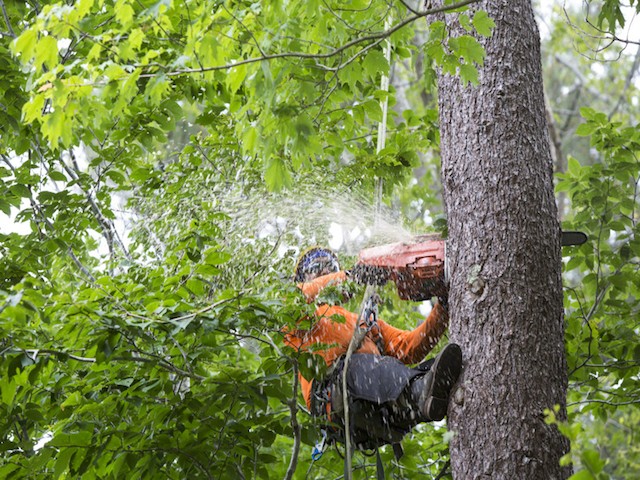 Tree Removal Service Lakeland